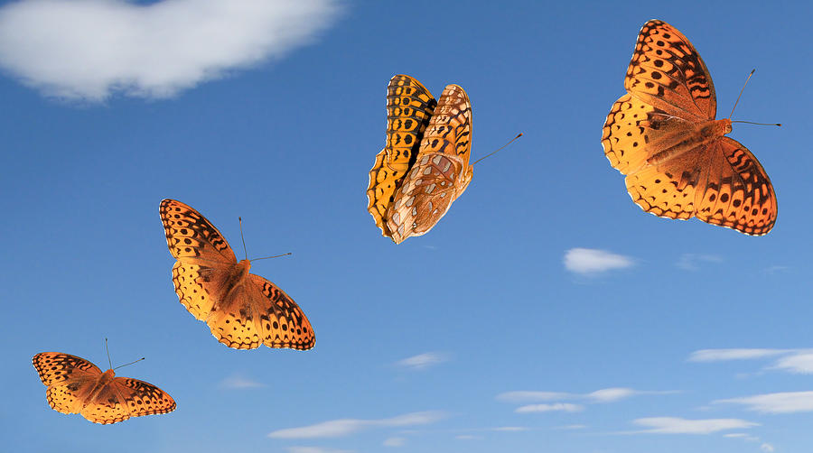Group of Great Spangled Fritillaries Photograph by Melinda Fawver