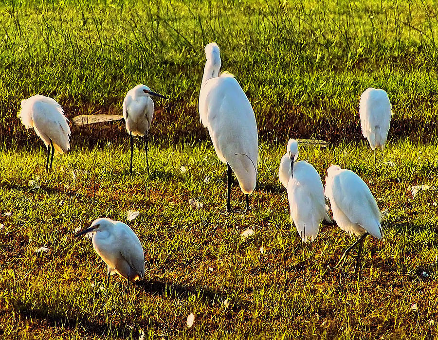 Egret Photograph - Group Of Great White Egrets by Flees Photos
