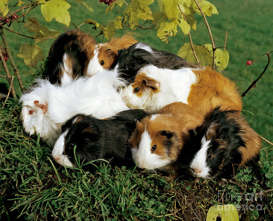Animal Photograph - Group Of Guinea Pigs by Hans Reinhard