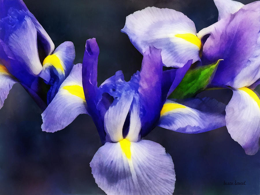 Group of Japanese Irises Photograph by Susan Savad