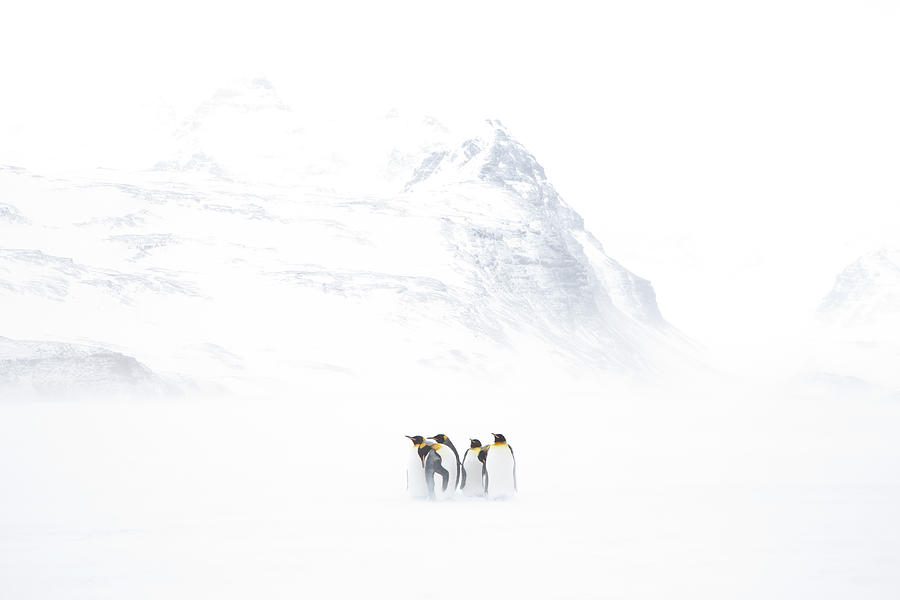Group Of King Penguins Standing Against Photograph by Darrell Gulin