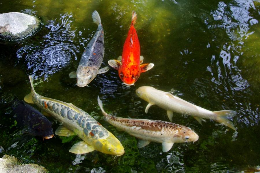 Group of Koi 2 Photograph by Phyllis Spoor