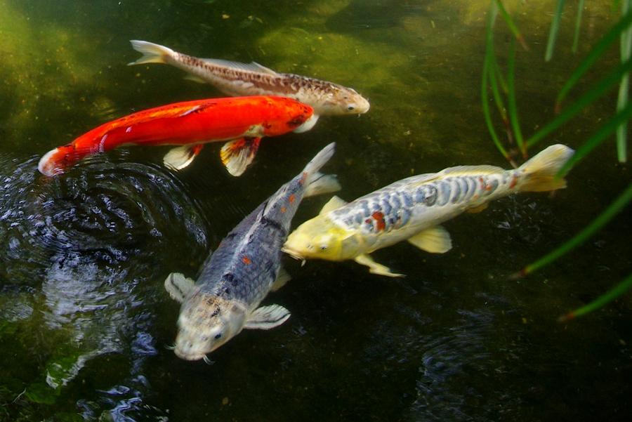 Group Of Koi Photograph by Phyllis Spoor