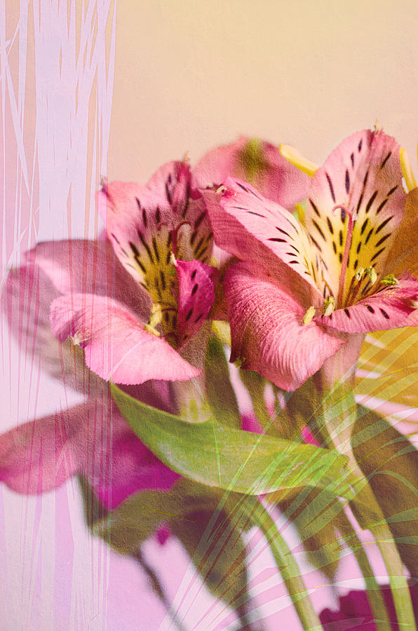 Lily Photograph - Peruvian Lilies by Crystal Wightman