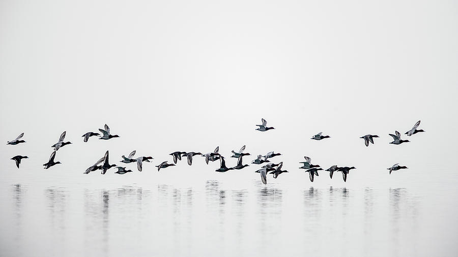 Group Of Mallard Ducks Flying Photograph by Raffi Maghdessian