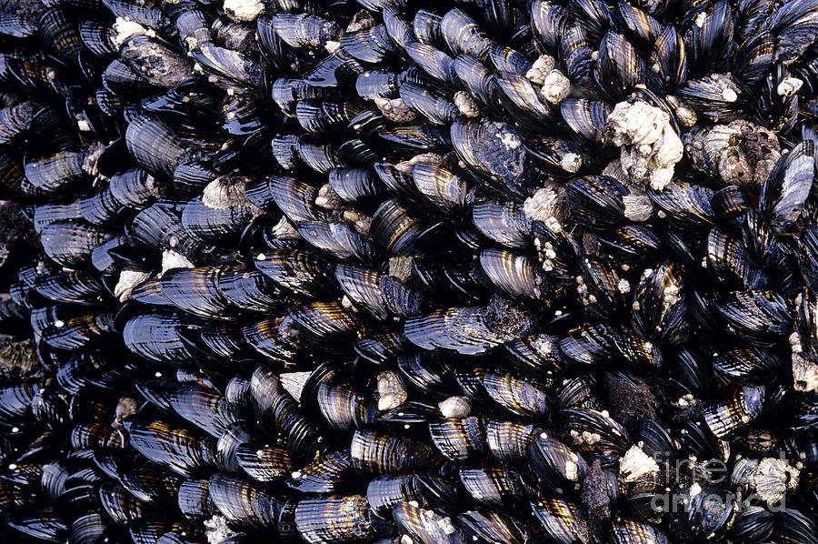 Group of mussels close up Photograph by Jim Corwin