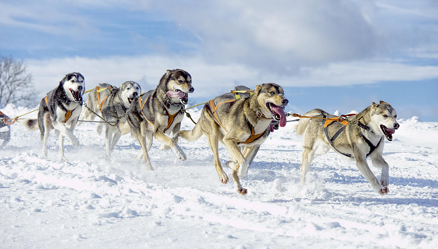 Group of panting  Siberian husky sled dogs running in snow Photograph by RelaxFoto.de