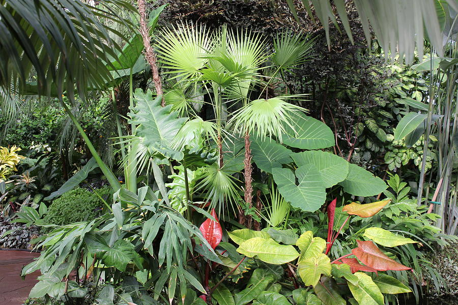 Group Of Plants At Conservatory Photograph by BJ Karp