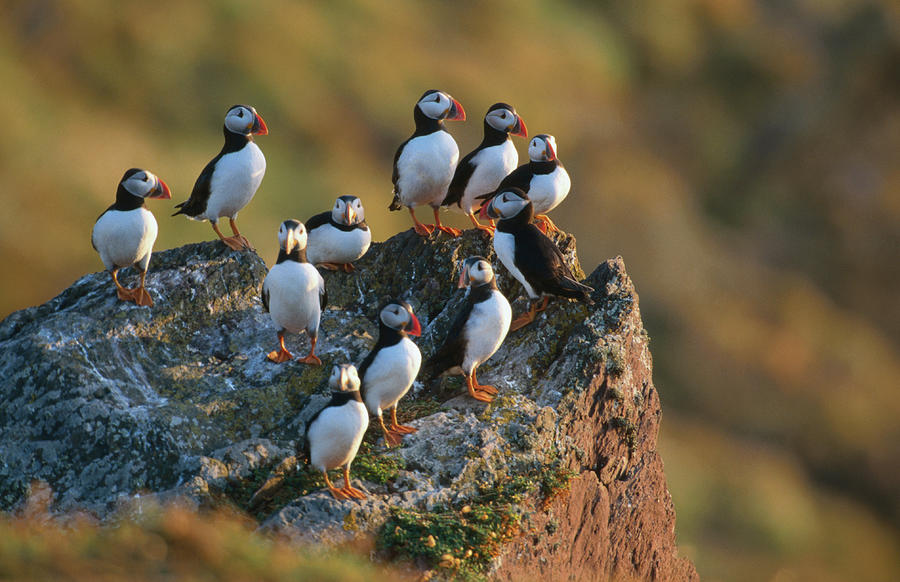 Group Of Puffins Fratercula Arctica Photograph by Andrew Parkinson Group Of Puffins Fratercula Arctica Photograph by Andrew Parkinson