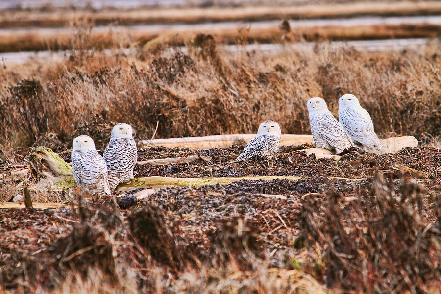 Group of Snowy Owls Photograph by Peggy Collins