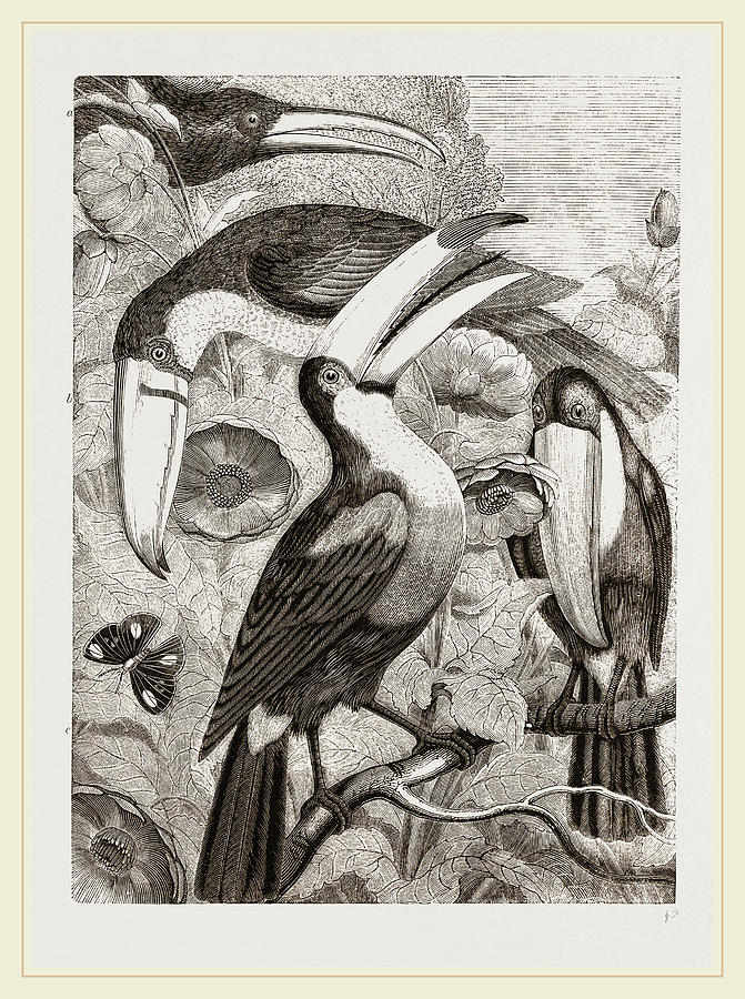 Nature Drawing - Group Of Toucans by Litz Collection