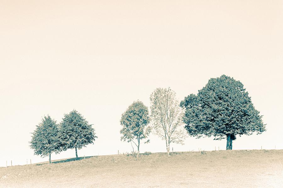Tree Photograph - Group of Trees by Bjoern Kindler