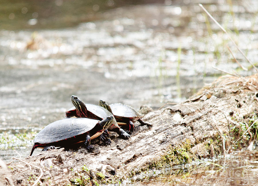 Group of Turtles Photograph by Cheryl Baxter