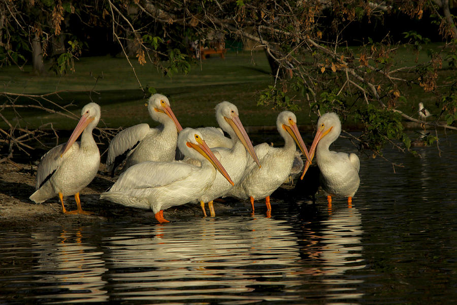 Group of White Pelicans Photograph by Diana Haronis