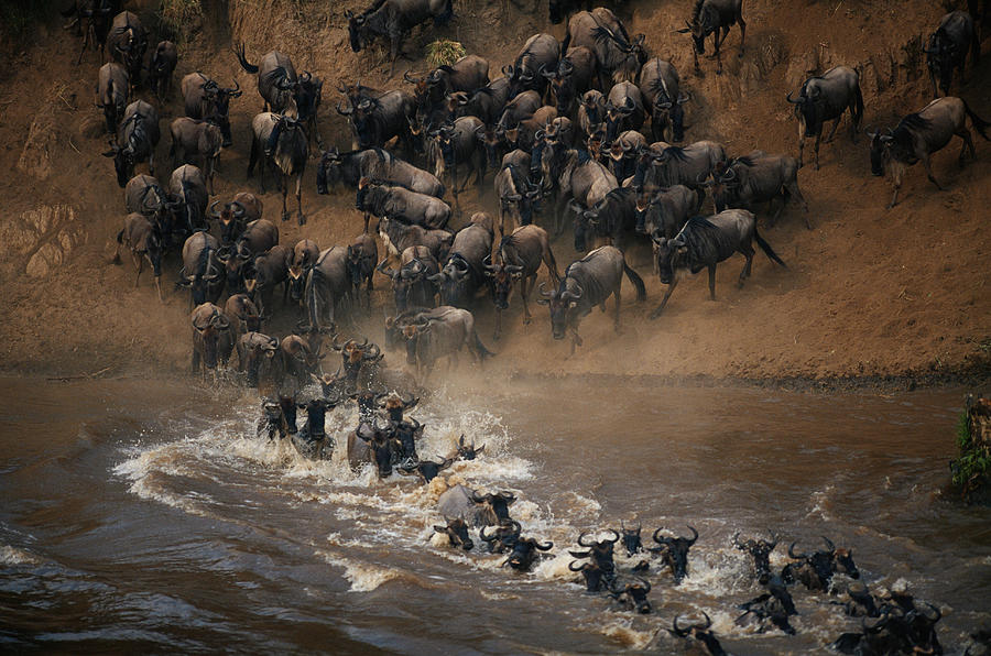 Group of wildebeest (Connochaetes taurinus) crossing mara river, Masai Mara, Kenya Photograph by Anup Shah