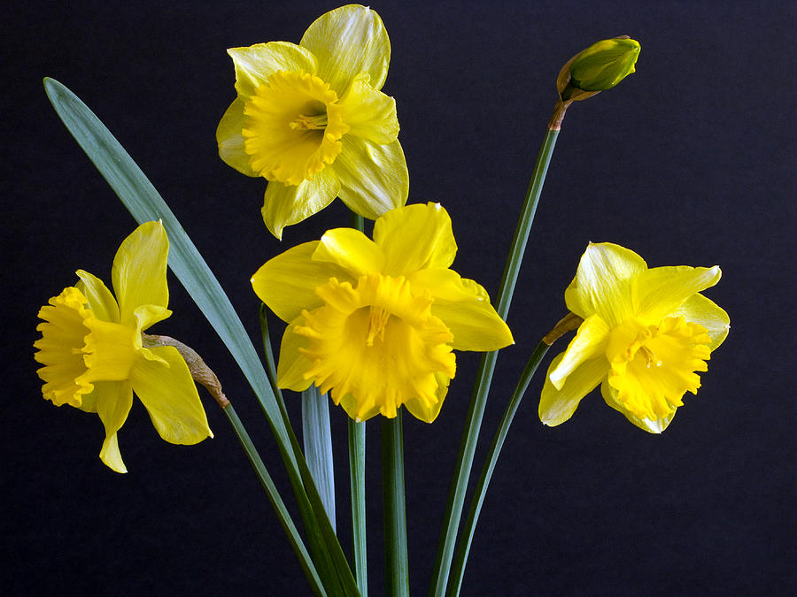 Group of Yellow Daffodils against Black Background Photograph by Richard Singleton