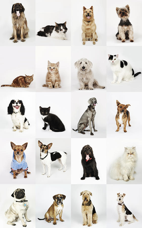 Group portrait of cats and dogs Photograph by Flashpop