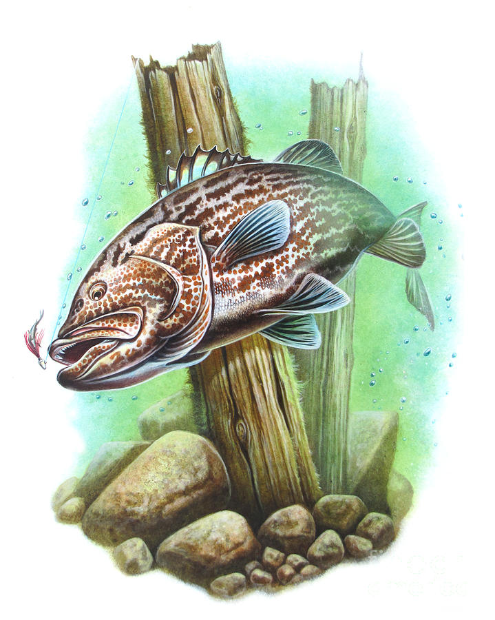 Grouper Fish Painting by JQ Licensing