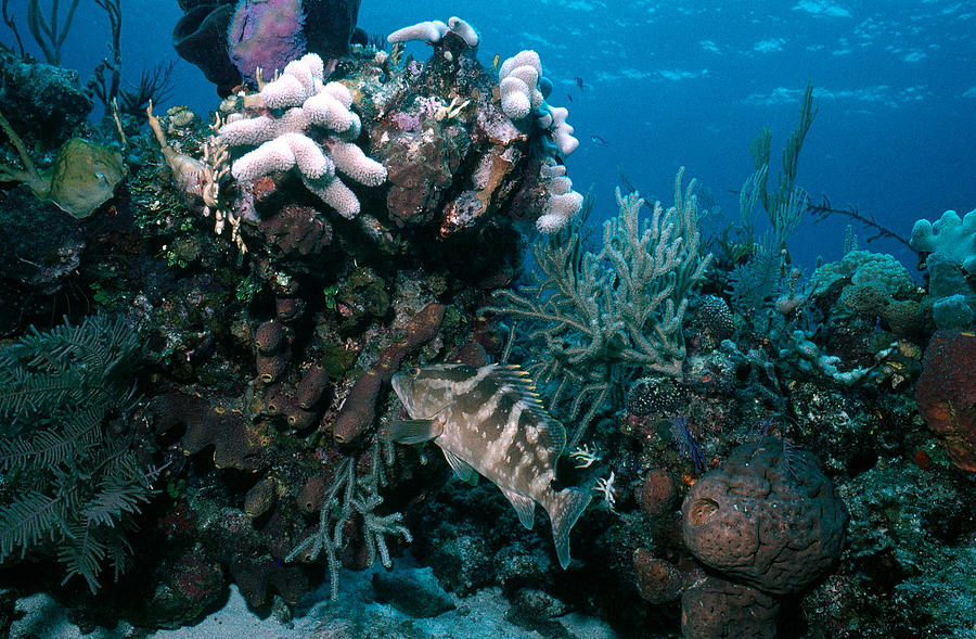 Grouper On Coral Reef, Bahamas Photograph by Carleton Ray