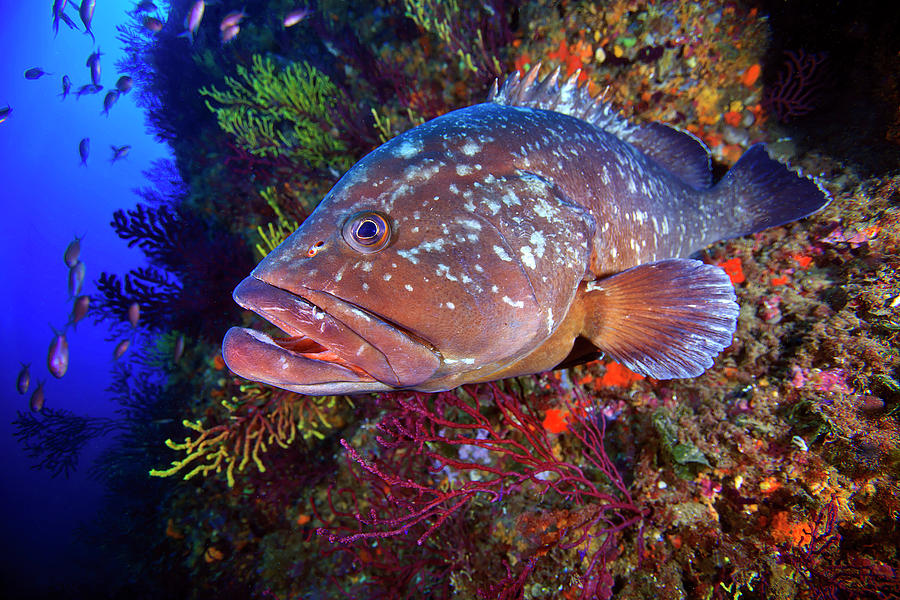 Grouper Photograph by Photosub Images