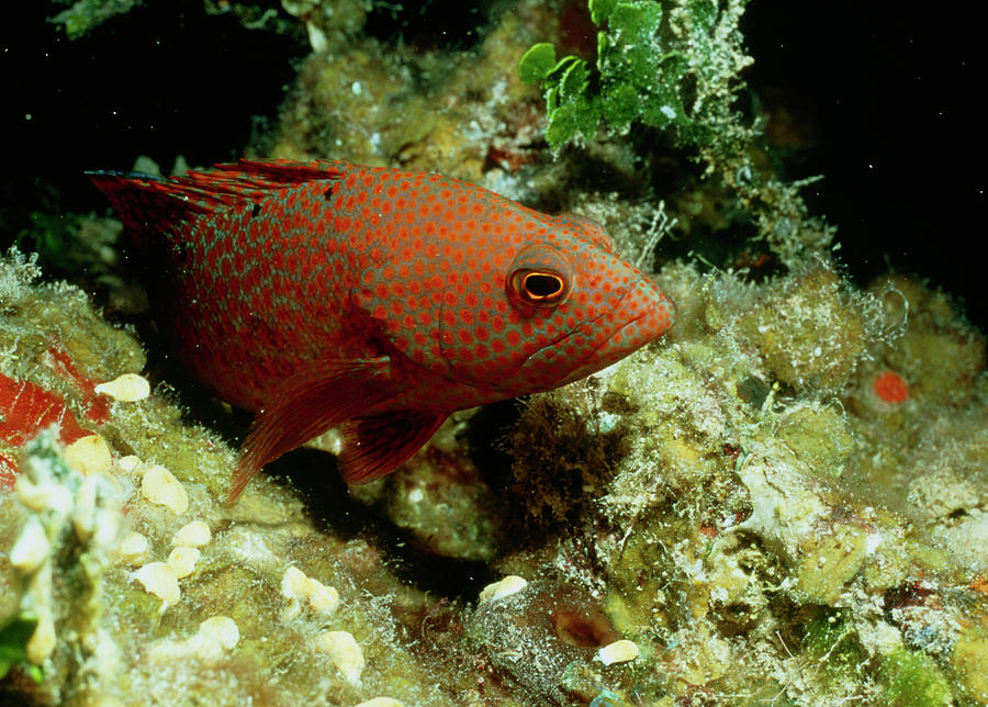 Grouper Photograph by Rudiger Lehnen/science Photo Library
