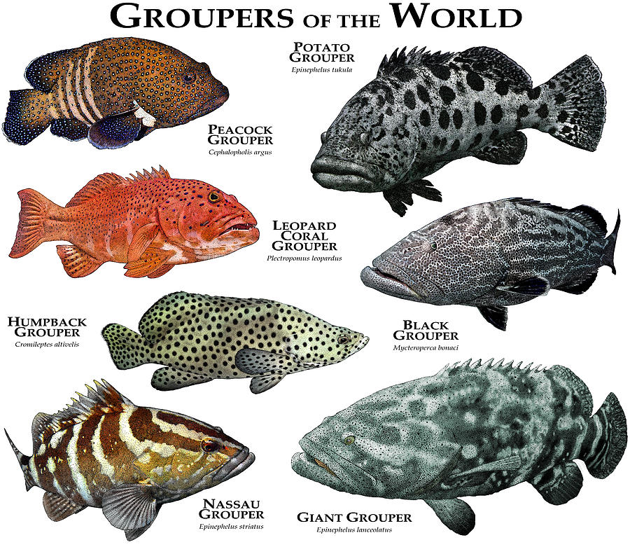 All 26+ Photos show me a picture of a grouper Updated