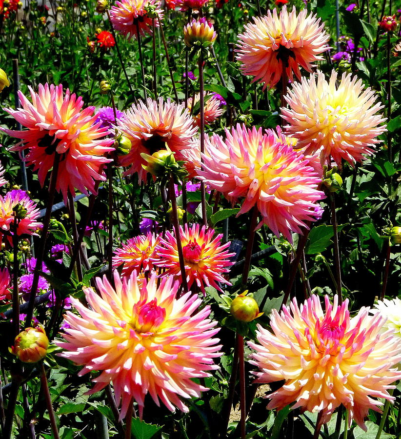 Grouping of Dahlias Photograph by Jeff Lowe