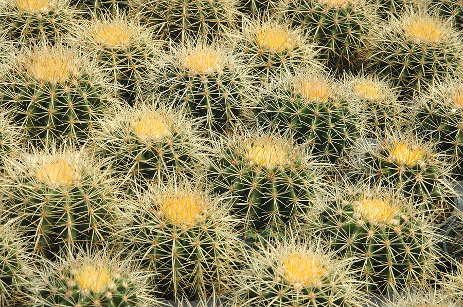 Desert Photograph - Grouping of Echinocactus grusonii or Golden Barrel Cactus by Rob Huntley