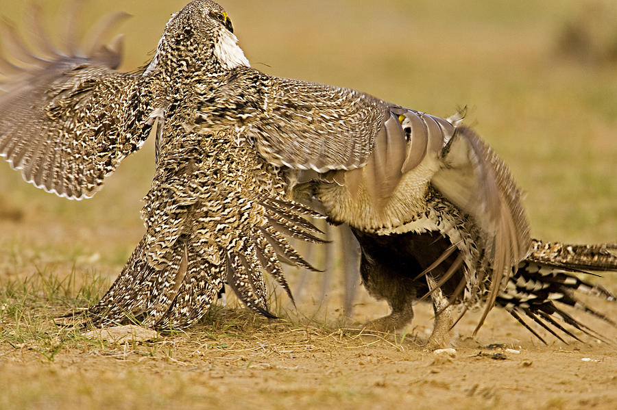 Grouse Fight Photograph by Jack Milchanowski
