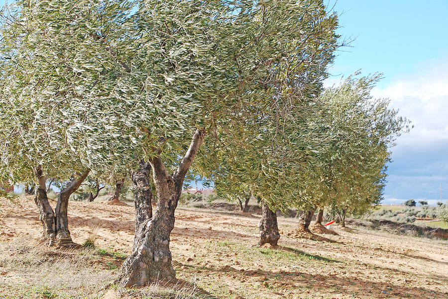 Grove of Olive Trees Photograph by Ankya Klay