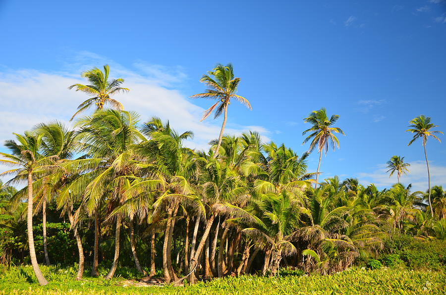 Grove Of Palm Trees Photograph by Jess Kraft
