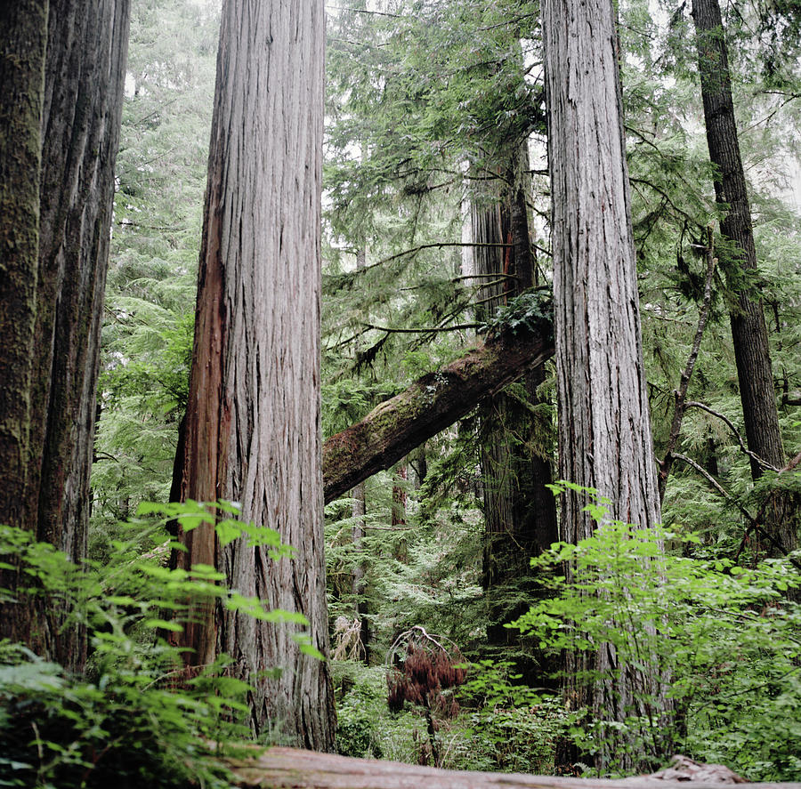 Grove Of Redwood Trees Photograph by Danielle D. Hughson