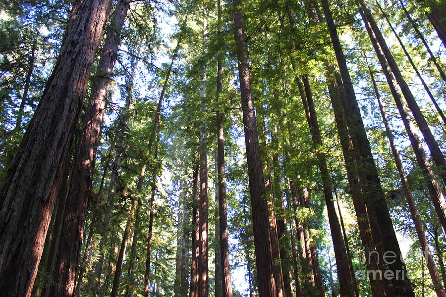 Grove Of Redwoods Photograph