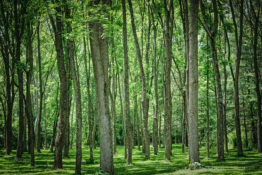 Grove of trees Photograph by Kelley Nelson