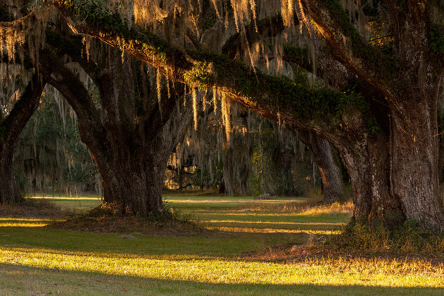 Grove Plantation Oaks Photograph by Kenny Mckeithan