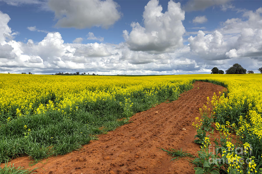 Growing Canola Fields Photograph by Leah-Anne Thompson