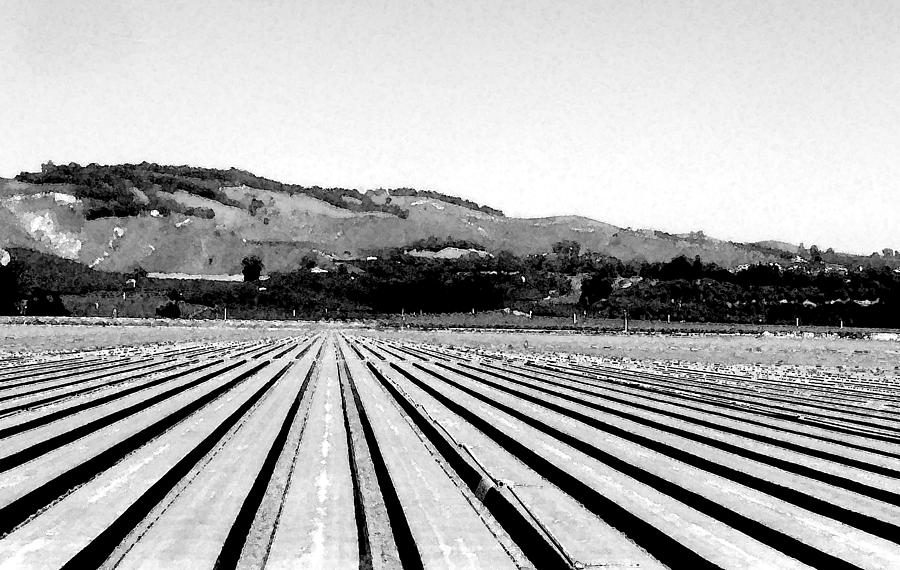 Growing Fields Photograph by Karol Blumenthal