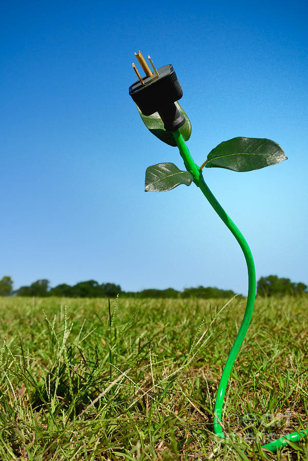 Growing Green Energy Photograph by Amy Cicconi