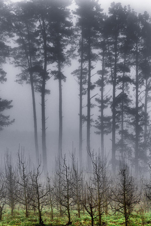 Tree Photograph - Growing In The Fog by Edgar Laureano