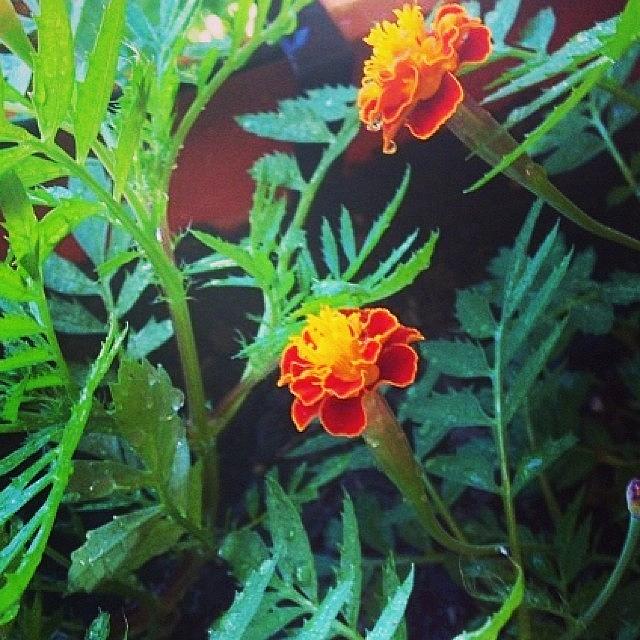 Flower Photograph - Beautiful Marigolds by Sandra Lira