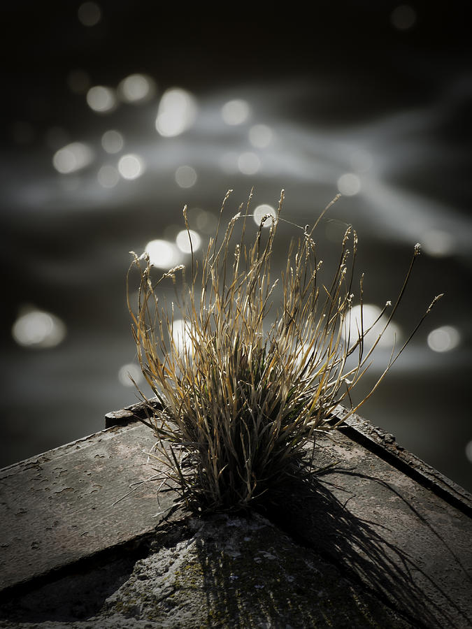 Grasses Photograph - Growing Out Of Nothing by Thomas Young