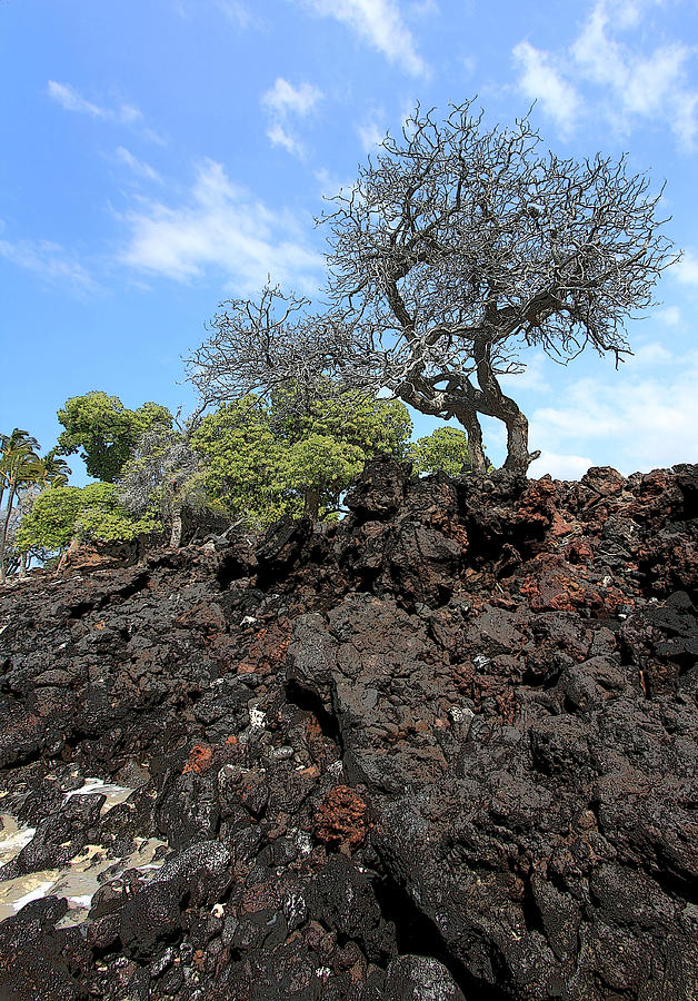Growing out of the Lava Photograph by Mary Haber