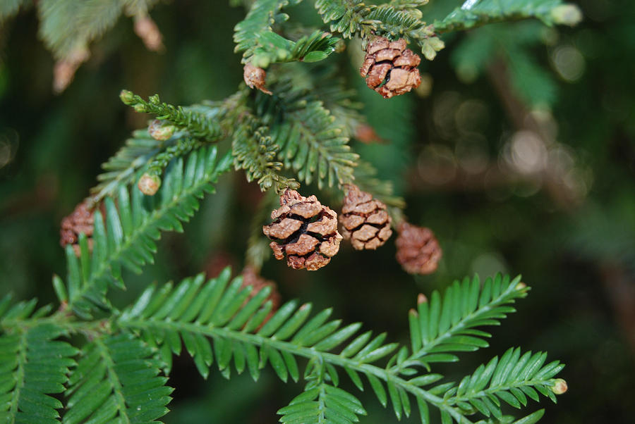 Grow A Pine Cone