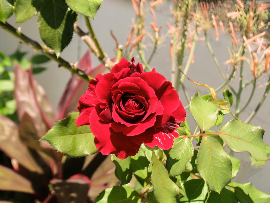 Rose Photograph - Growing Rose by Zina Stromberg