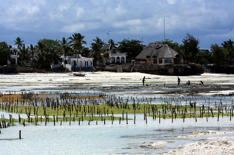 Growing Seaweed On Zanzibar Island Photograph by Aidan Moran