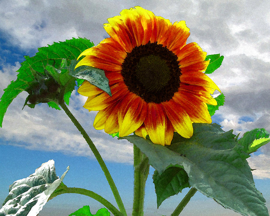 Sunflower Photograph - Growing Strong by Timothy Bulone
