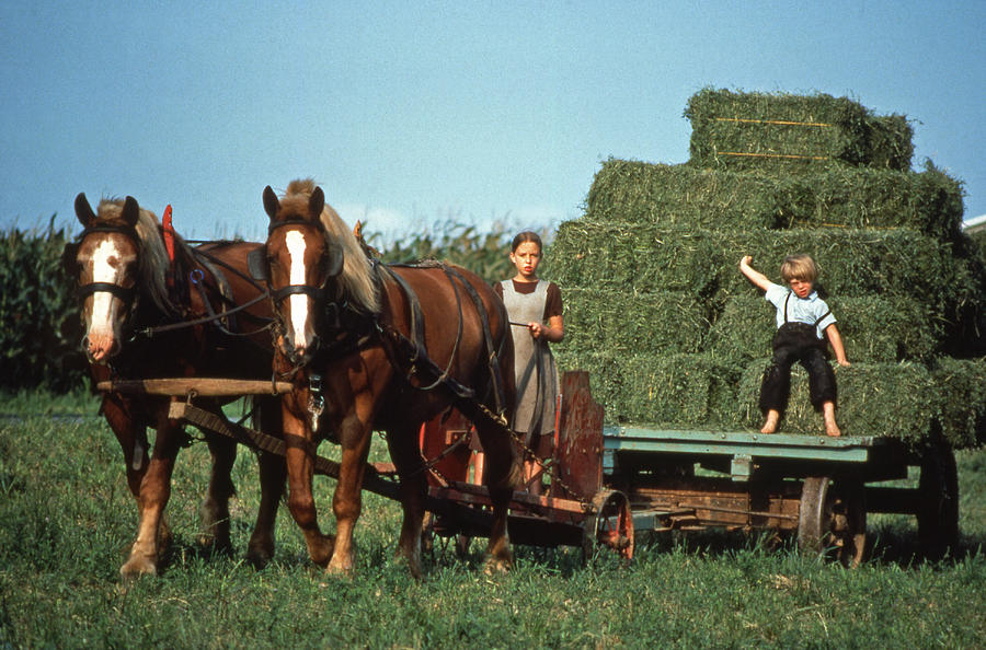 Growing Up On Amish Farm Photograph