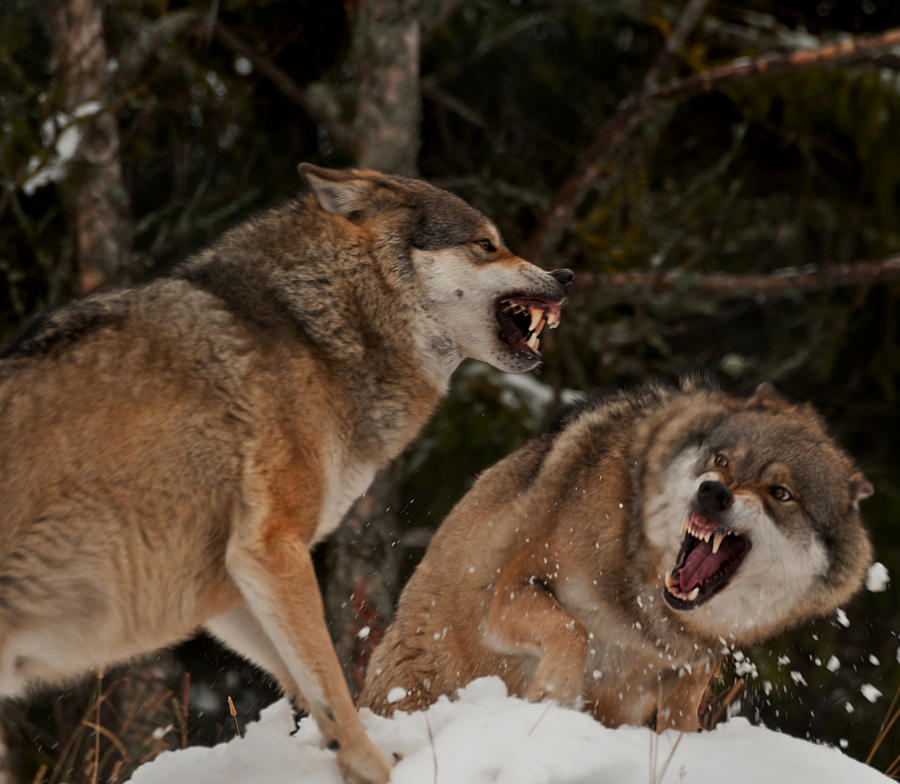 Growling battle Photograph by Liz Vinger - Fine Art America