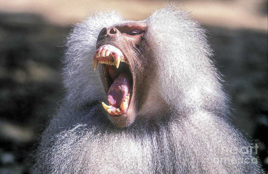 Animal Photograph - Growling Dominant male Hamadryas baboon by Eyal Bartov