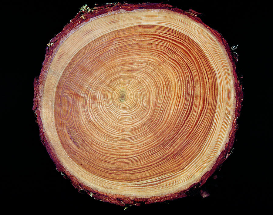 Growth Rings Of Larch Tree Photograph by Maurice Nimmo/science Photo Library